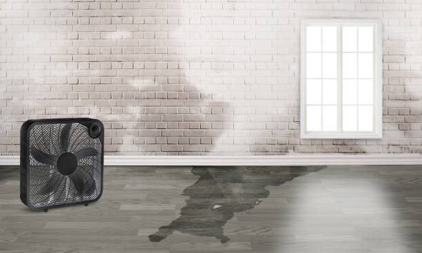 Best Basement water damage restoration  in Ringgold, LA